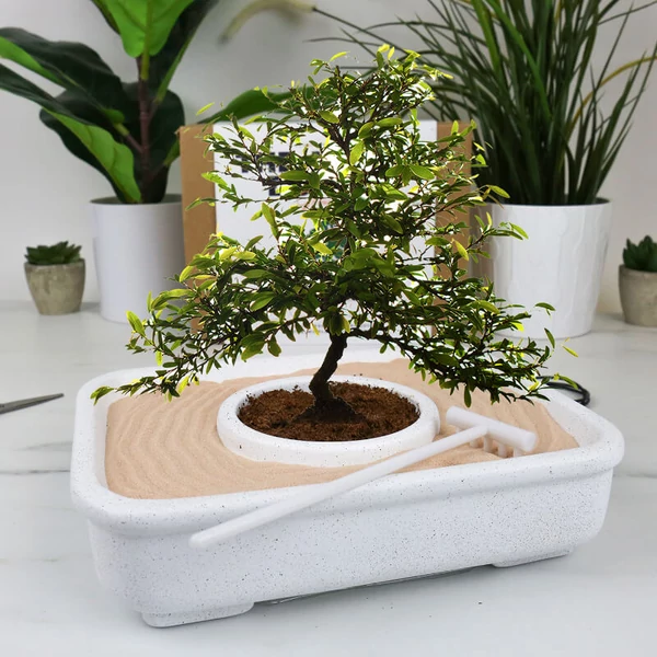 A bonsai művészete szett