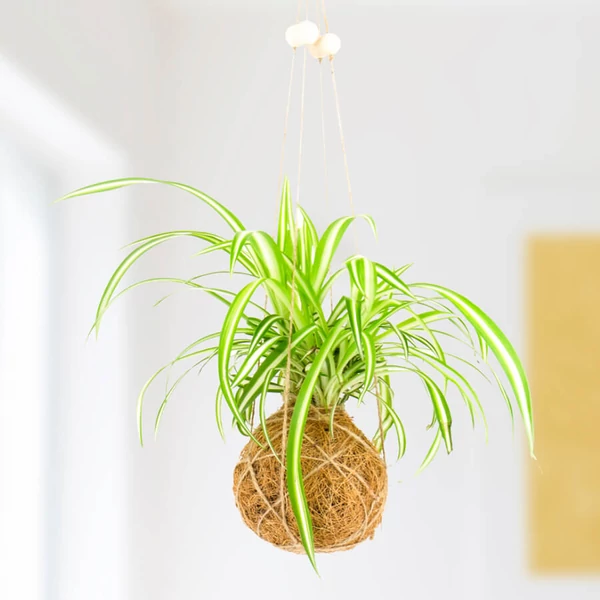Kokedama készítő készlet