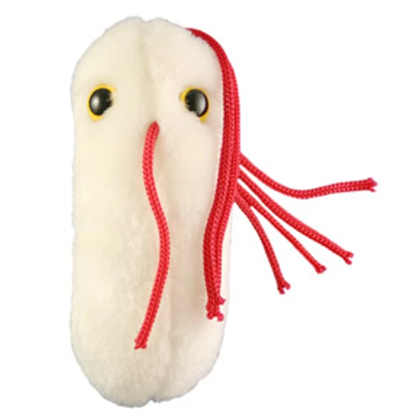 Salmonella Plüss